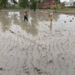 मॉनसूनी बारिश से खिले किसानों के चेहरे, धान रोपनी हुई तेज