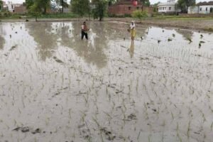 मॉनसूनी बारिश से खिले किसानों के चेहरे, धान रोपनी हुई तेज