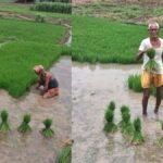 बारिश से किसानों को राहत, पटना में धान रोपनी ने पकड़ी रफ्तार