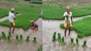 बारिश से किसानों को राहत, पटना में धान रोपनी ने पकड़ी रफ्तार