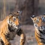 बाघ संरक्षण के प्रति युवाओं को जागरूक करने वन विहार में हुई ओपन क्विज और रेस्क्यू वर्कशॉप