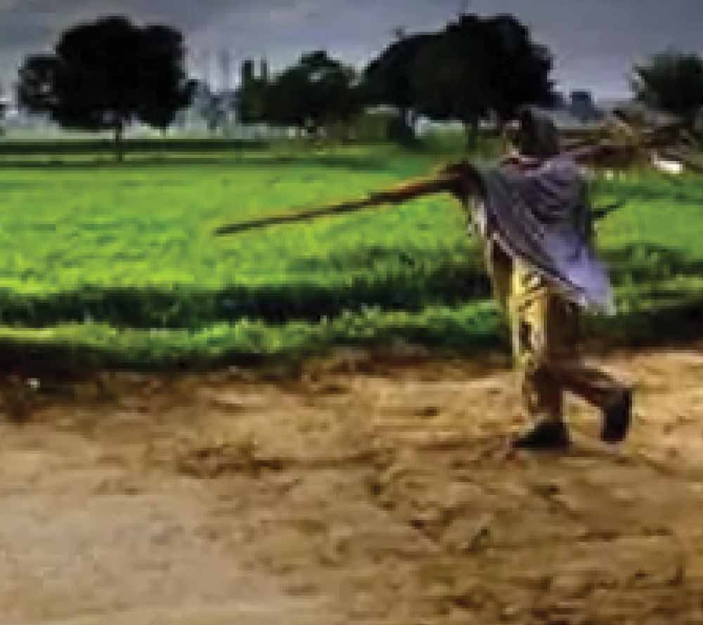 CG में बारिश थमते ही खेती पर असर, बोवनी और रोपाई का काम हुआ प्रभावित
