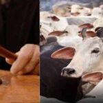 जब्त मवेशियों की कस्टडी पर बड़ा फैसला आएगा, हाईकोर्ट तय करेगी कोर्ट के अधिकार