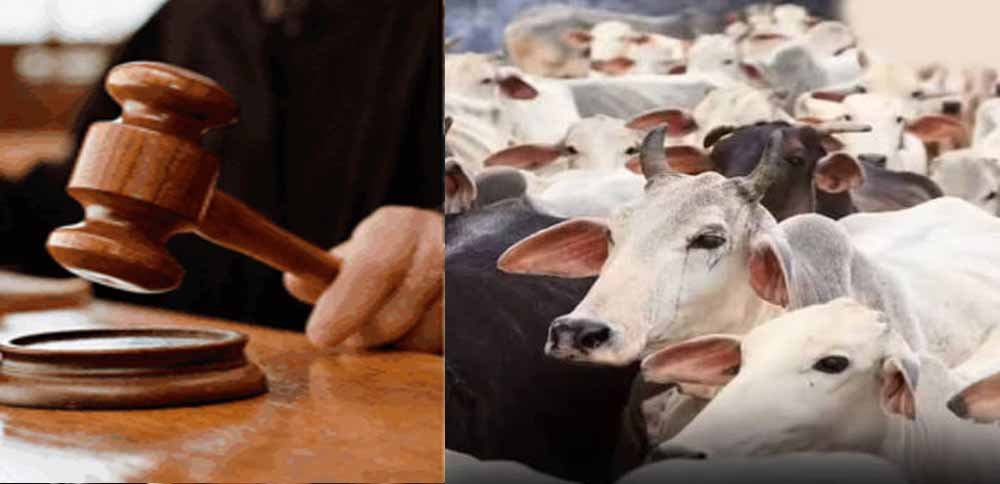जब्त मवेशियों की कस्टडी पर बड़ा फैसला आएगा, हाईकोर्ट तय करेगी कोर्ट के अधिकार