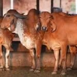 गोसंरक्षण से ग्रामीण समृद्धि: उत्तर प्रदेश का बहुआयामी विकास मॉडल दिनेश सिंह