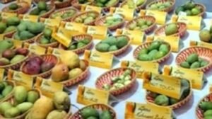 Panchkula Mango Mela: 400 से ज्यादा किस्मों के आम का लें स्वाद, फलों के शौकीनों के लिए खास मौका