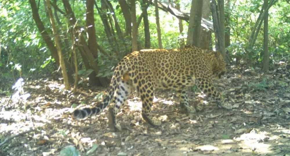 कलेसर पार्क में तेंदुओं के लिए खास इंतजाम, यमुना नगर में प्राकृतिक आवास होगा और मजबूत
