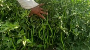 हरियाणा के पहाड़ी किसानों की नई पहल, प्राकृतिक मिर्च की आधुनिक खेती से बढ़ेगी आय