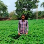प्राकृतिक खेती को बढ़ावा देने की पहल ला रही बदलाव, हरी खाद अपनाकर आत्मनिर्भर खेती की राह पर बढ़ रहे किसान