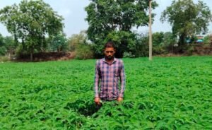 प्राकृतिक खेती को बढ़ावा देने की पहल ला रही बदलाव, हरी खाद अपनाकर आत्मनिर्भर खेती की राह पर बढ़ रहे किसान