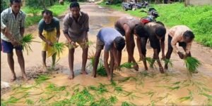 सड़क नहीं बनी तो गड्ढों में उगा दी धान, सूरजपुर में ग्रामीणों का अनोखा विरोध प्रदर्शन