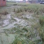 फिरोजपुर में नहर टूटने से 400 एकड़ धान की फसल जलमग्न, किसानों की बढ़ी चिंता