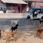 4 साल की मासूम पर आवारा कुत्तों का जानलेवा हमला, तड़प-तड़प कर गई जान