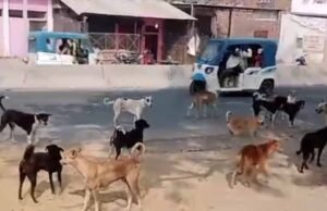 4 साल की मासूम पर आवारा कुत्तों का जानलेवा हमला, तड़प-तड़प कर गई जान