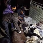 पंजाब में 3 गायों के कटे सिर और 2 क्विंटल मांस बरामद, 2 आरोपी गिरफ्तार