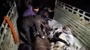 पंजाब में 3 गायों के कटे सिर और 2 क्विंटल मांस बरामद, 2 आरोपी गिरफ्तार
