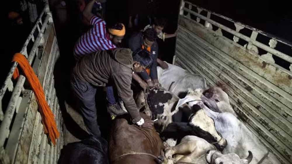 पंजाब में 3 गायों के कटे सिर और 2 क्विंटल मांस बरामद, 2 आरोपी गिरफ्तार