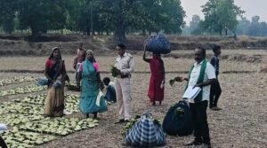 तेन्दूपत्ता संग्राहकों के खातों में पहुंचने लगी बोनस राशि