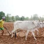 प्रदेश में मानसून के दस्तक के साथ ही खेती-किसानी में तेजी