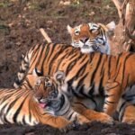 इंदौर जू बना बाघों की ब्रीडिंग का सबसे सुरक्षित ठिकाना, 10 साल में जन्मे 25 से ज्यादा शावक
