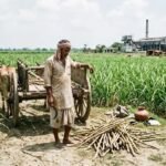 बिहार में चीनी उत्पादन घटा, बेहतर रिकवरी रेट के बावजूद चुनौती बरकरार