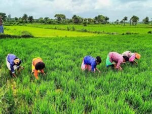 राजस्थान के किसानों के लिए बड़ी खबर, खरीफ-रबी की फसलों पर मिलेगा मौसम आधारित बीमा कवर