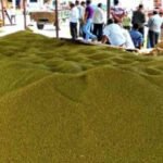 प्रदेश में साढ़े 3 लाख मेट्रिक टन मूंग की खरीदी