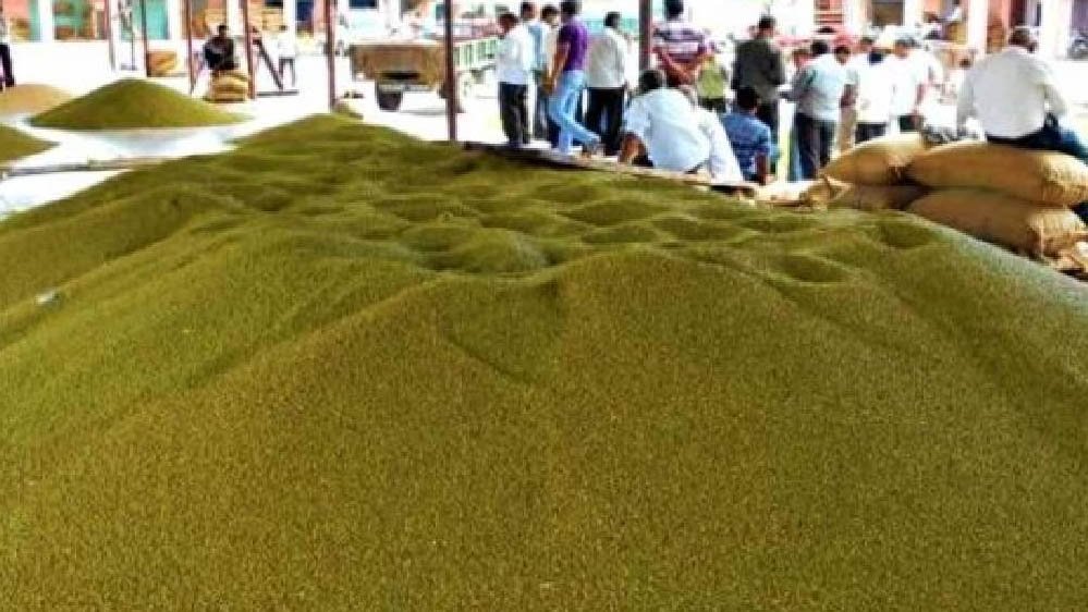 प्रदेश में साढ़े 3 लाख मेट्रिक टन मूंग की खरीदी