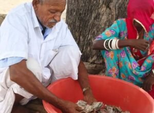चोरों से बचाने खेत में दबाए पांच लाख, दीमक ने 75 फीसदी नोट किए बर्बाद