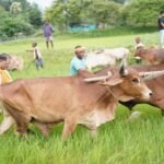 अपनी माटी और खेती-किसानी से मुख्यमंत्री  विष्णु देव साय का आत्मीय जुड़ाव