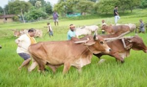 अपनी माटी और खेती-किसानी से मुख्यमंत्री  विष्णु देव साय का आत्मीय जुड़ाव