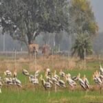 योगी सरकार का बड़ा फैसला, मैनपुरी में विकसित होगा मयंक ऋषि पक्षी विहार