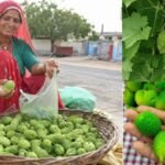 खेतों की झाड़ियों वाला कीकोड़ा बना किसानों का हरा सोना, बढ़ी कमाई