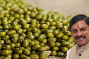 MP MSP Mung Procurement: मध्य प्रदेश में मूंग खरीदी का नया प्लान लागू, किसानों को मिलेगा बड़ा फायदा