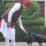 PM मोदी ने शेयर किया खास वीडियो, गायों को चारा और मोरों को खिलाया दाना