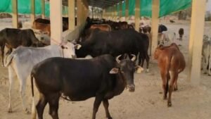 हरियाणा में गोशालाएं बढ़कर 650 हुईं, बजट 600 करोड़ रुपये तक पहुंचा
