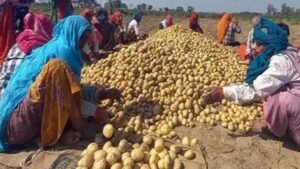 आलू किसानों के लिए योगी सरकार का बड़ा फैसला, 1000 करोड़ के भाव स्थिरता कोष समेत 3 योजनाएं लागू