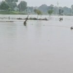 MP Weather Alert: मध्य प्रदेश के 52 जिलों में बारिश की चेतावनी, पन्ना-सतना-रीवा में भारी बारिश और उफान पर नदियां