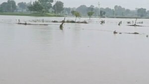 MP Weather Alert: मध्य प्रदेश के 52 जिलों में बारिश की चेतावनी, पन्ना-सतना-रीवा में भारी बारिश और उफान पर नदियां