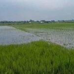इंद्रावती नदी की बाढ़ का कहर, बस्तर में सैकड़ों एकड़ धान की फसल जलमग्न