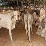 छत्तीसगढ़ में गौठान में 6 गायों की मौत पर कार्रवाई, सहायक पशु चिकित्सा अधिकारी हटे