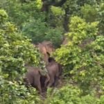 जशपुर की कैलाश गुफा में उमड़ेगा आस्था का सैलाब, हजारों कांवड़िए करेंगे दर्शन; 16 हाथियों ने डाला डेरा