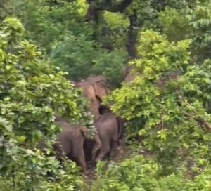 जशपुर की कैलाश गुफा में उमड़ेगा आस्था का सैलाब, हजारों कांवड़िए करेंगे दर्शन; 16 हाथियों ने डाला डेरा