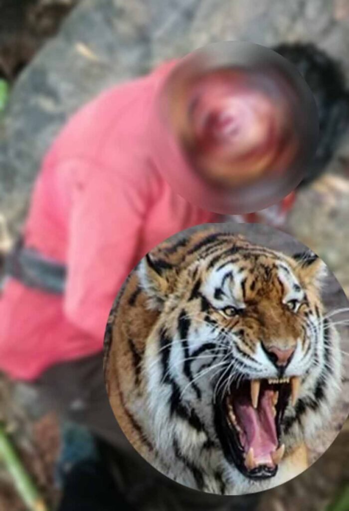 CG में ATR के प्रतिबंधित क्षेत्र में बाघिन का हमला, युवक की मौत