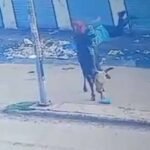 अंबाला में सांड का कहर! स्कूली छात्रा को 7 फीट तक उठाकर पटका, माथे पर लगे 8 टांके