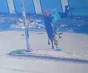 अंबाला में सांड का कहर! स्कूली छात्रा को 7 फीट तक उठाकर पटका, माथे पर लगे 8 टांके