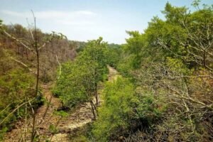 पंजाब में दुर्लभ पेड़ों के संरक्षण की पहल, मोहाली में बनेगा खास संरक्षण केंद्र