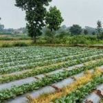 सूक्ष्म सिंचाई योजना से खेती बनी अधिक लाभकारी, ड्रिप सिंचाई अपनाकर किसान ने बढ़ाया सब्जी उत्पादन