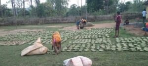 तेन्दूपत्ता संग्रहण की नई पहल से अबुझमाड़ के 22 गांवों को मिला लाभ