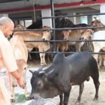 सीएम योगी की गोसंरक्षण नीति का असर : करोड़ों कमा रहे युवा, बढ़ रहा रोजगार